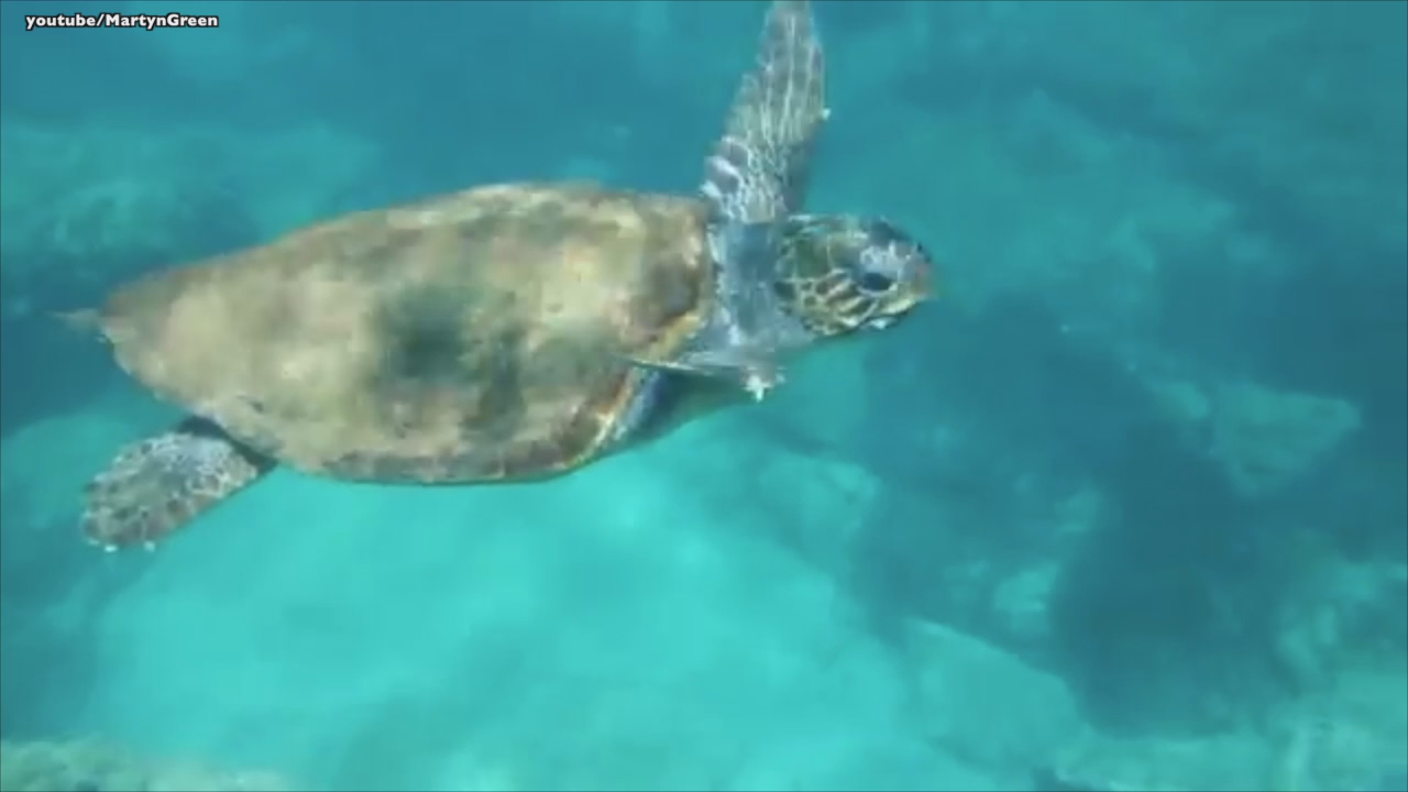 Collier County Sea Turtle Program