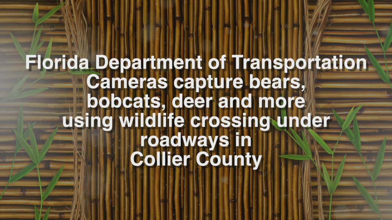 Wildlife Crossing
